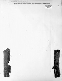 Image of Dothidea decolorans